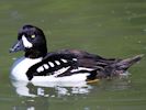 Barrow's Goldeneye (WWT Slimbridge 23/05/15) ©Nigel Key