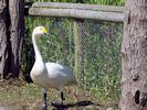 Bewick's Swan (WWT Slimbridge May 2015) - pic by Nigel Key