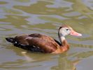 Black-Bellied Whistling Duck (WWT Slimbridge May 2015) - pic by Nigel Key