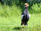 Black-Crowned Crane (WWT Slimbridge May 2015) - pic by Nigel Key