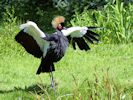 Black-Crowned Crane (WWT Slimbridge May 2015) - pic by Nigel Key