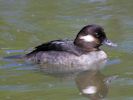 Bufflehead (WWT Slimbridge May 2015) - pic by Nigel Key