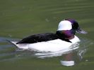 Bufflehead (WWT Slimbridge 23/05/15) ©Nigel Key