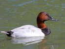 Canvasback (WWT Slimbridge 23/05/15) ©Nigel Key