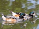 Chiloe Wigeon (WWT Slimbridge May 2015) - pic by Nigel Key