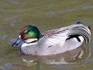 Falcated Duck (WWT Slimbridge 23/05/15) ©Nigel Key