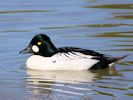 Goldeneye (WWT Slimbridge 23/05/15) ©Nigel Key