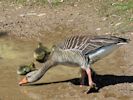 Greylag Goose (WWT Slimbridge 23/05/15) ©Nigel Key