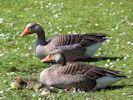 Greylag Goose (WWT Slimbridge May 2015) - pic by Nigel Key