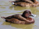 Hardhead (WWT Slimbridge May 2015) - pic by Nigel Key