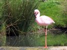 Lesser Flamingo (WWT Slimbridge 23/05/15) ©Nigel Key