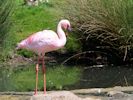 Lesser Flamingo (WWT Slimbridge 23/05/15) ©Nigel Key