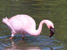 Lesser Flamingo (WWT Slimbridge May 2015) - pic by Nigel Key