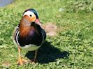 Mandarin (WWT Slimbridge 23/05/15) ©Nigel Key