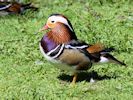 Mandarin (WWT Slimbridge 23/05/15) ©Nigel Key