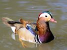 Mandarin Duck (WWT Slimbridge May 2015) - pic by Nigel Key