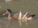 Plumed Whistling Duck (WWT Slimbridge May 2015) - pic by Nigel Key