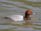 Pochard (WWT Slimbridge May 2015) - pic by Nigel Key