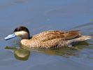 Puna Teal (WWT Slimbridge May 2015) - pic by Nigel Key