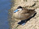 Puna Teal (WWT Slimbridge 23/05/15) ©Nigel Key