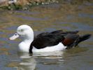 Radjah Shelduck (WWT Slimbridge May 2015) - pic by Nigel Key