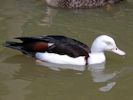 Radjah Shelduck (WWT Slimbridge 23/05/15) ©Nigel Key