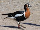 Red-Breasted Goose (WWT Slimbridge May 2015) - pic by Nigel Key