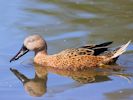 Red Shoveler (WWT Slimbridge 23/05/15) ©Nigel Key