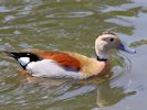 Ringed Teal (WWT Slimbridge 23/05/15) ©Nigel Key