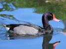 Rosybill (WWT Slimbridge 23/05/15) ©Nigel Key