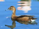 Rosybill (WWT Slimbridge 23/05/15) ©Nigel Key