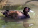 Southern Pochard (WWT Slimbridge 23/05/15) ©Nigel Key