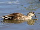 Chinese Spot-Billed Duck (WWT Slimbridge May 2015) - pic by Nigel Key