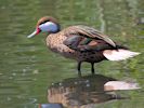 White-Cheeked Pintail (WWT Slimbridge May 2015) - pic by Nigel Key