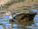 White-Winged Duck (WWT Slimbridge 23/05/15) ©Nigel Key