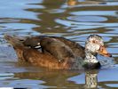 White-Winged Duck (WWT Slimbridge 23/05/15) ©Nigel Key