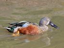 Australian Shoveler (WWT Slimbridge September 2015) - pic by Nigel Key