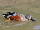 Australian Shoveler (WWT Slimbridge 26/09/15) ©Nigel Key