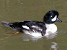 Barrow's Goldeneye (WWT Slimbridge September 2015) - pic by Nigel Key