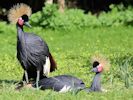 Black-Crowned Crane (WWT Slimbridge 26/09/15) ©Nigel Key