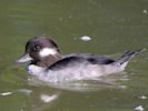 Bufflehead (WWT Slimbridge September 2015) - pic by Nigel Key