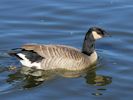 Canada Goose (WWT Slimbridge 26/09/15) ©Nigel Key