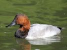 Canvasback (WWT Slimbridge September 2015) - pic by Nigel Key