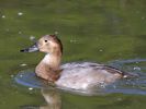 Canvasback (WWT Slimbridge 26/09/15) ©Nigel Key