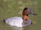 Canvasback (WWT Slimbridge 26/09/15) ©Nigel Key