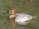 Canvasback (WWT Slimbridge 26/09/15) ©Nigel Key