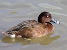 Canvasback (WWT Slimbridge 26/09/15) ©Nigel Key