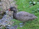 Freckled Duck (WWT Slimbridge September 2015) - pic by Nigel Key