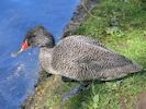 Freckled Duck (WWT Slimbridge September 2015) - pic by Nigel Key