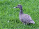 Freckled Duck (WWT Slimbridge September 2015) - pic by Nigel Key